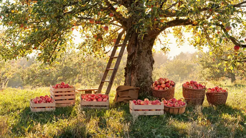 Kisten und Körbe voller Äpfel unter einem alten Apfelbaum auf einer Streuobstwiese