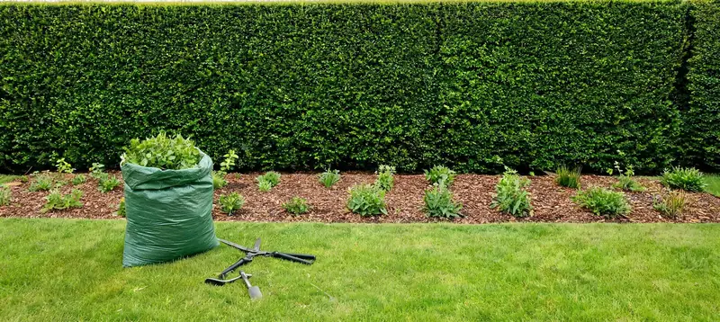 Frisch geschnittene Hainbuchenhecke mit gepflegtem Staudenbeet und Gartenabfallsack